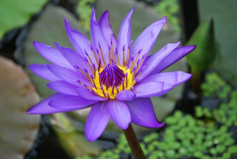 water-lily-362201_1920.jpg